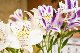 鲜花