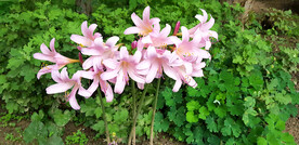 鲜花