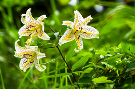 鲜花