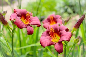 鲜花