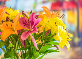 鲜花