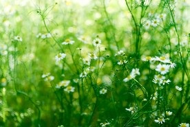 鲜花