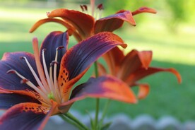 鲜花