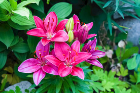 鲜花