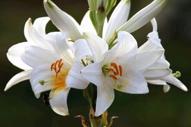 鲜花