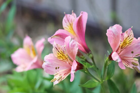 鲜花