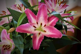 鲜花