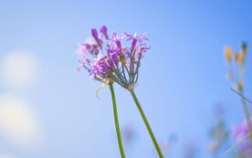 鲜花
