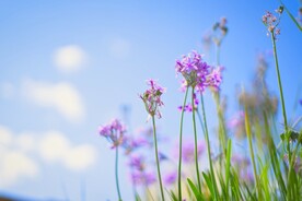 鲜花