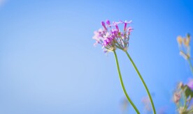 鲜花