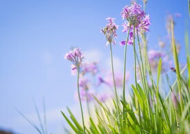 鲜花