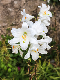 鲜花