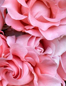 玫瑰花