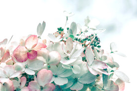 鲜花