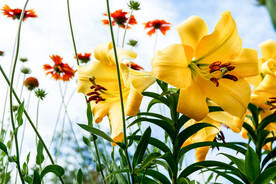 鲜花