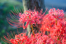 鲜花