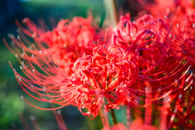 鲜花