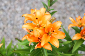 鲜花