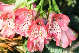 鲜花