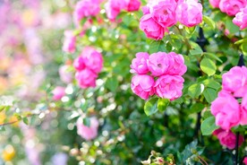 玫瑰花
