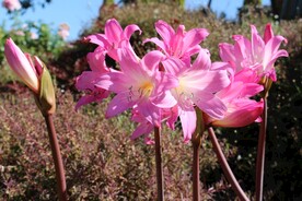 鲜花