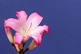 鲜花