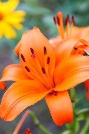 鲜花