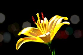 鲜花