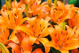 鲜花