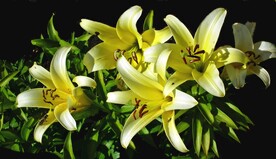 鲜花