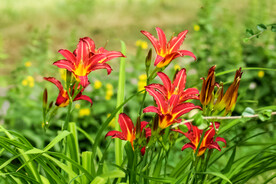 鲜花