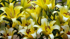 鲜花