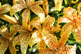 鲜花