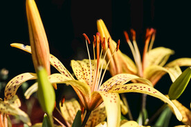 鲜花