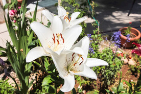 鲜花