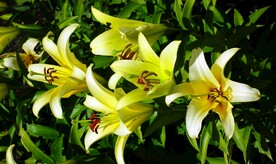 鲜花