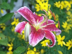 鲜花