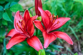 鲜花