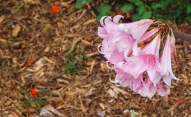 鲜花