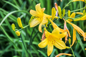 鲜花