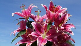 鲜花