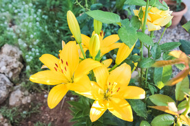 鲜花