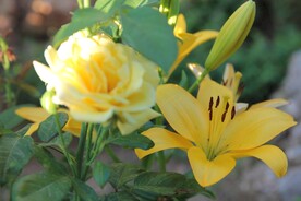 鲜花