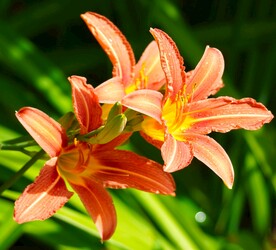 鲜花
