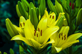 鲜花