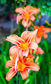 鲜花