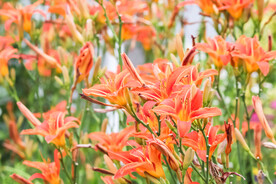 鲜花