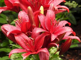 鲜花