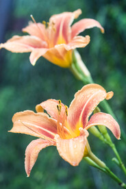 鲜花