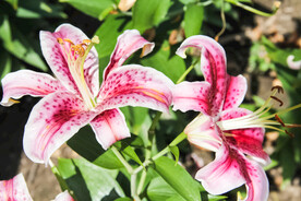 鲜花